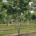 Parrotia persica - Foto 4