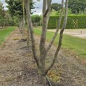 Parrotia persica - Foto 3