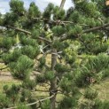Pinus nigra Oregon Green - Foto 6