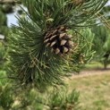 Pinus nigra Oregon Green - Foto 5