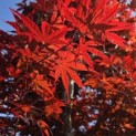 Acer palmatum 'Bloodgood' - Foto 2