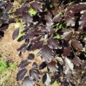 Fagus sylvatica 'Atropunicea' - mei 2026