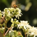 Heptacodium miconioides - Foto 1