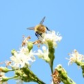 Heptacodium miconioides - Foto 3