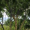 Sophora japonica - 4