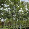 Quercus ilex - 3