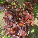 Fagus sylvatica 'Atropunicea' - 4
