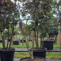 Acer palmatum 'Bloodgood' - Foto 2