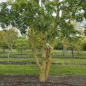 Acer campestre - 1