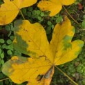 Acer campestre 'Green Column' - impressie herfstverkleuring