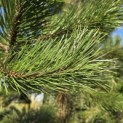 Pinus nigra 'Nigra' - 1