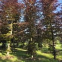 Fagus sylvatica 'Atropunicea' - Foto 1