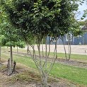 Parrotia persica 'Vanessa' - Foto 1