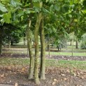 Platanus x Hispanica - 1