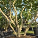 Parrotia persica - Foto 7
