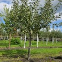 Malus domestica 'Jonagold' - 1