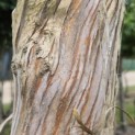 Heptacodium miconioides - Foto 4