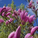Magnolia 'Betty' - Foto 3