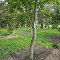 Castanea Sativa - 3