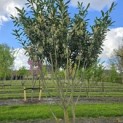 Prunus laur. Caucasica - 1