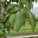 Prunus 'Sunset Boulevard' - Foto 1