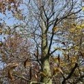 Fagus sylvatica Atropunicea - april 2024