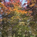 Fagus sylvatica 'Atropunicea' - KROON voorjaar 2026