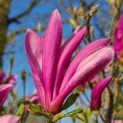 Magnolia 'SUSAN' - Afbeelding bloei