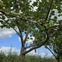 Malus domestica 'Jonagold' - Foto 1
