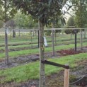 Prunus laur. Caucasica - 4
