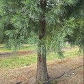 Sequoiadendron giganteum - Foto 2