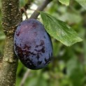 Prunus domestica d' Althan - Foto 1