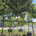 Elaeagnus ebbingei 'Compacta' - 2