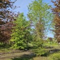 Carpinus betulus - voorjaar 2024