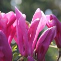 Magnolia 'Susan' - bloeiwijze
