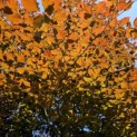 Fagus sylvatica 'Atropunicea' - 1