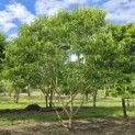 Heptacodium miconoides - 1