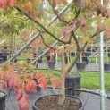 Parrotia persica - 3