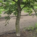 Carpinus betulus - 2