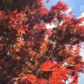 Acer palmatum 'Atropurpureum' - 4