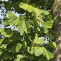 Ginkgo biloba - 4