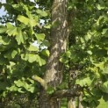 Ginkgo biloba - 3