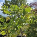 Fatsia Japonica - 1