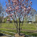 Magnolia 'Soulangeana' - Foto 2