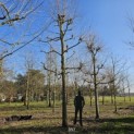 Platanus x hispanica - 1