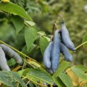 Decaisnea Fargesii - impressie