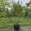 Stewartia Rostrata - 4