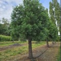 Sequoiadendron giganteum - Foto 4