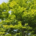 Fagus sylvatica - 2