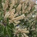 Prunus Lusitanica angustifolia - 3